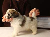 Bullseye-Gold-Sable-Parti-Havanese-Puppy_IMG_3175