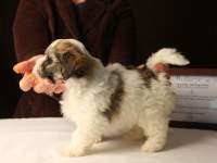 Bullseye-Gold-Sable-Parti-Havanese-Puppy_IMG_3177