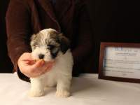 Bullseye-Gold-Sable-Parti-Havanese-Puppy_IMG_3179