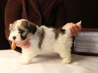 Bullseye-Gold-Sable-Parti-Havanese-Puppy_IMG_3183