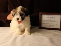 Bullseye-Gold-Sable-Parti-Havanese-Puppy_IMG_3195