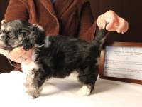 Buzz-Black-and-Tan__Tri-Color-Classic_Havanese_PuppyIMG_3167