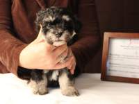 Jesse-Black-and-Tan-Havanese-Puppy_IMG_3217