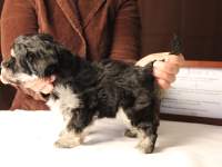 Jesse-Black-and-Tan-Havanese-Puppy_IMG_3228