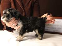 Jesse-Black-and-Tan-Havanese-Puppy_IMG_3231