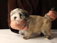 Jewel_Fawn-Sable-Havanese-Puppy_IMG_3245