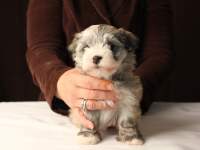 Jewel_Fawn-Sable-Havanese-Puppy_IMG_3249