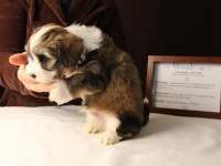 Woody-Gold-Brindle-Irish-Pied-Havanese-Puppy_IMG_3130