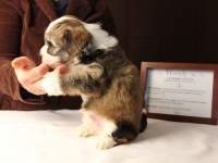 Woody-Gold-Brindle-Irish-Pied-Havanese-Puppy_IMG_3132