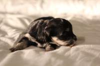 Jesse-Black-n-Tan-Havanese-Puppy-IMG_1753