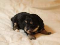 jesse-black-n-tan-havanese-puppy-img_1854