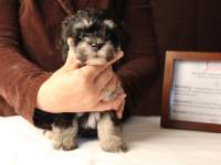 Jesse-Black-and-Tan-Havanese-Puppy_IMG_3215