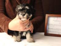 Jesse-Black-and-Tan-Havanese-Puppy_IMG_3225