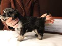 Jesse-Black-and-Tan-Havanese-Puppy_IMG_3230