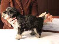 Jesse-Black-and-Tan-Havanese-Puppy_IMG_3233