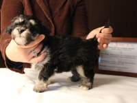 Jesse-Black-and-Tan-Havanese-Puppy_IMG_3236