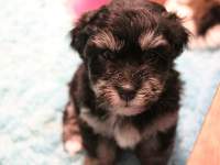 Jesse_Black_and_tan_Havanese_Puppies_IMG_2698