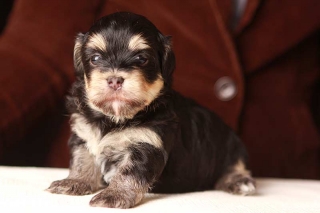 Alvin the great (Black and tan Havanese Puppy)