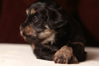 Simon the King... Black and Tan Havanese Puppy