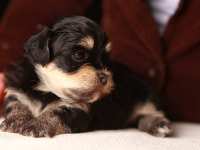 Alvin-havanese-puppy-black-and-tan-IMG_9094