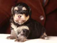 Alvin the great (Black and tan Havanese Puppy)