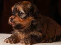 Eleanor-gold-sable-brindle-havanese-puppy-IMG_9354