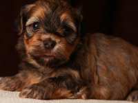 Eleanor-gold-sable-brindle-havanese-puppy-IMG_9362