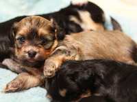 Eleanor-lounging-Havanese-Puppy-IMG_8977