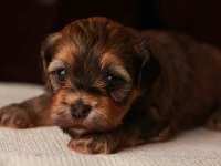 Eleanor-sable-brindle-havanese-puppy-IMG_9396