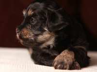 Simon the King... Black and Tan Havanese Puppy