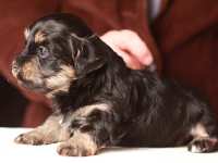 Simon-havanese-puppy-black-and-tan-IMG_9150