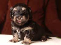 Simon-havanese-puppy-black-and-tanIMG_9197