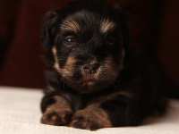 Simon-xcu-havanese-puppies-IMG_9223