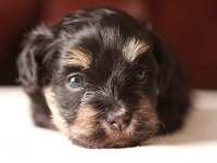 Simon-xcu-havanese-puppy-black-and-tan-IMG_9112