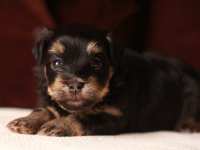 Theodore-havanese-puppies-black-and-tan-IMG_9232