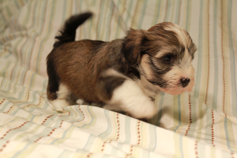 puppies and dogs together. puppies and dogs together.