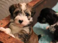 Woody_Brindle_Irish_Pied_Havanese_PuppiesIMG_2535