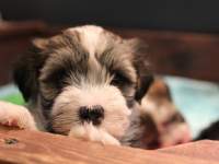 Woody_Brindle_Irish_Pied_Havanese_PuppiesIMG_2600