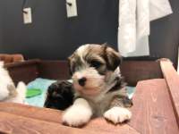 Woody_Brindle_Irish_Pied_Havanese_PuppiesIMG_2650