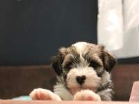 Woody_Brindle_Irish_Pied_Havanese_PuppiesIMG_2678