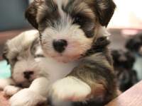 Woody_Brindle_Irish_Pied_Havanese_Puppies_IMG_2524