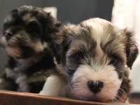 Woody_Brindle_Irish_Pied_Havanese_Puppies_IMG_2671