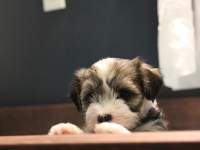 Woody_Brindle_Irish_Pied_Havanese_Puppies_IMG_2677