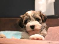 Woody_Brindle_Irish_Pied_Havanese_Puppies_IMG_2687