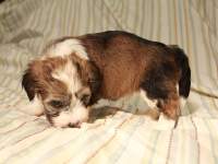 Woody_Brindle_Irish_Pied_Havanese_Puppy_IMG_2948