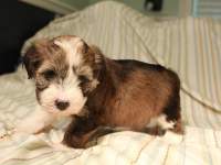 Woody_Brindle_Irish_Pied_Havanese_Puppy_IMG_2952