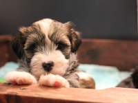 Woody_Brindle_Irish_Pied__Havanese_Puppies_IMG_2584