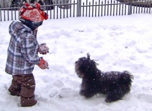 Havanese Puppies for sale