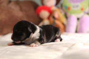 Havanese Puppy "Buzz"