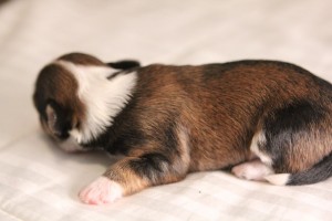 Brindle Pied Havanese Puppy